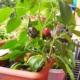 Gemüse pflanzen - Chili auf dem Balkon