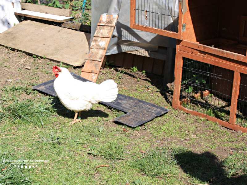 Hühnerstall und Auslauf für Hühner