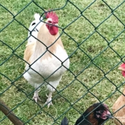 Krisenvorsorge: Hühner halten hilft dabei, die Ernährung zu sichern