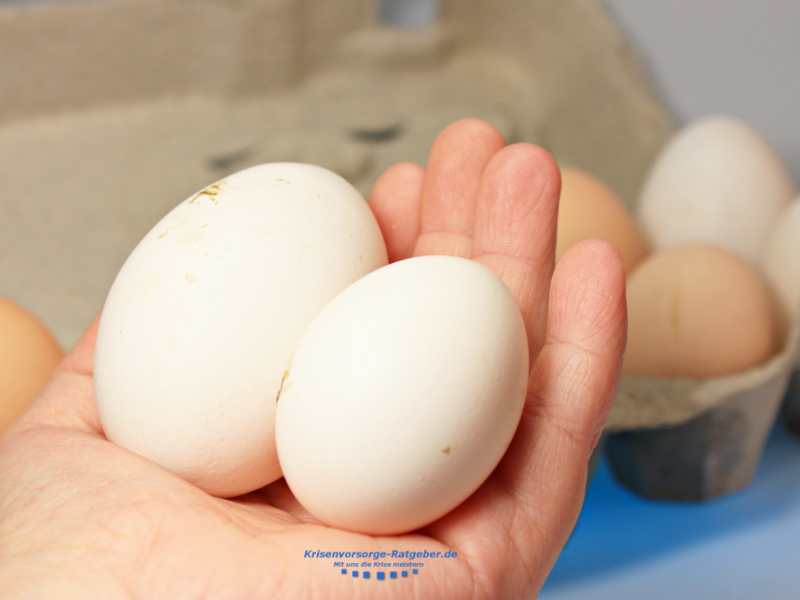 Frisch gelegte Eier aus dem Hühnerstall